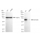 LifeSab™ KD-Validated GATAD2A Rabbit mAb (20 μl)