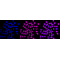 LifeSab™ KD-Validated FDPS Rabbit mAb (20 μl)