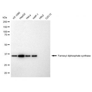 LifeSab™ KD-Validated FDPS Rabbit mAb (20 μl)