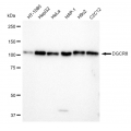 LifeSab™ KD-Validated DGCR8 Rabbit mAb (20 μl)