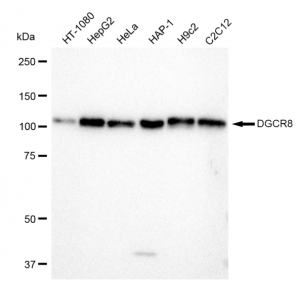 LifeSab™ KD-Validated DGCR8 Rabbit mAb (20 μl)