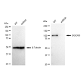 LifeSab™ KD-Validated DGCR8 Rabbit mAb (20 μl)