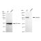 LifeSab™ KD-Validated DGCR8 Rabbit mAb (20 μl)