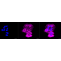 LifeSab™ KD-Validated EGFR Rabbit mAb (20 μl)