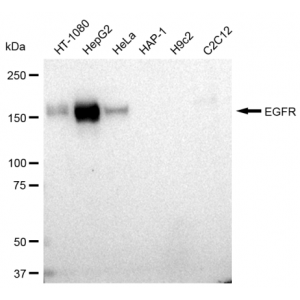 LifeSab™ KD-Validated EGFR Rabbit mAb (20 μl)