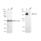 LifeSab™ KD-Validated EGFR Rabbit mAb (20 μl)