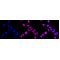 LifeSab™ KD-Validated GLB1 Rabbit mAb (20 μl)