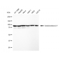 LifeSab™ KD-Validated GLB1 Rabbit mAb (20 μl)