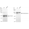 LifeSab™ KD-Validated GLB1 Rabbit mAb (20 μl)