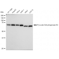 LifeSab™ KD-Validated PDCE2 Rabbit mAb (20 μl)