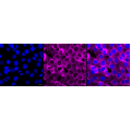 LifeSab™ KD-Validated Fibronectin 1 Rabbit mAb (20 μl)