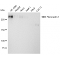 LifeSab™ KD-Validated Fibronectin 1 Rabbit mAb (20 μl)