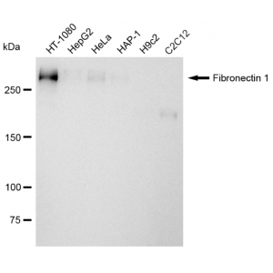 LifeSab™ KD-Validated Fibronectin 1 Rabbit mAb (20 μl)