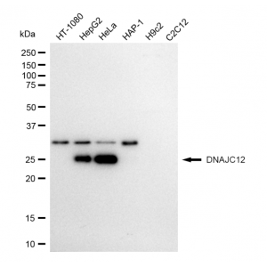 LifeSab™ KD-Validated DNAJC12 Rabbit mAb (20 μl)