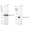 LifeSab™ KD-Validated DNAJC12 Rabbit mAb (20 μl)