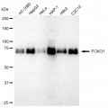 LifeSab™ KD-Validated FOXO1 Rabbit mAb (20 μl)