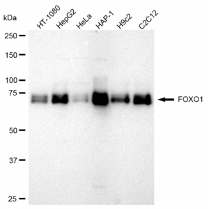 LifeSab™ KD-Validated FOXO1 Rabbit mAb (20 μl)