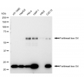 LifeSab™ KD-Validated FOXO4 Rabbit mAb (20 μl)