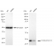 LifeSab™ KD-Validated FOXO4 Rabbit mAb (20 μl)