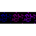 LifeSab™ KD-Validated FTH1 Rabbit mAb (20 μl)