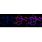 LifeSab™ KD-Validated FTH1 Rabbit mAb (20 μl)