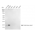 LifeSab™ KD-Validated FTH1 Rabbit mAb (20 μl)