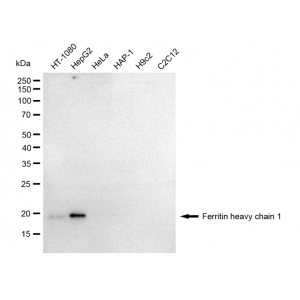 LifeSab™ KD-Validated FTH1 Rabbit mAb (20 μl)