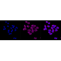 LifeSab™ KD-Validated ENGL Rabbit mAb (20 μl)