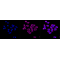 LifeSab™ KD-Validated ENGL Rabbit mAb (20 μl)