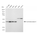 LifeSab™ KD-Validated ENGL Rabbit mAb (20 μl)