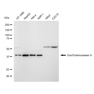 LifeSab™ KD-Validated ENGL Rabbit mAb (20 μl)