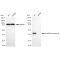 LifeSab™ KD-Validated ENGL Rabbit mAb (20 μl)