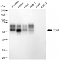 LifeSab™ KD-Validated CD46 Rabbit mAb (20 μl)