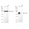 LifeSab™ KD-Validated CD46 Rabbit mAb (20 μl)