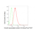 LifeSab™ KD-Validated GAP43 Rabbit mAb (20 μl)