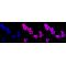 LifeSab™ KD-Validated GAP43 Rabbit mAb (20 μl)