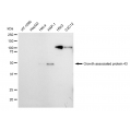 LifeSab™ KD-Validated GAP43 Rabbit mAb (20 μl)