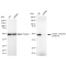 LifeSab™ KD-Validated GAP43 Rabbit mAb (20 μl)