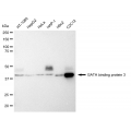 LifeSab™ KD-Validated GATA3 Rabbit mAb (20 μl)