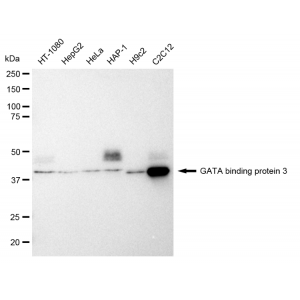 LifeSab™ KD-Validated GATA3 Rabbit mAb (20 μl)