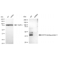 LifeSab™ KD-Validated GATA3 Rabbit mAb (20 μl)