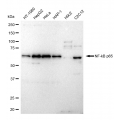 LifeSab™ KD-Validated NF-kB p65 Rabbit mAb (20 μl)