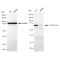 LifeSab™ KD-Validated NF-kB p65 Rabbit mAb (20 μl)