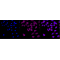 LifeSab™ KD-Validated HDAC3 Rabbit mAb (20 μl)