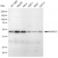 LifeSab™ KD-Validated HDAC3 Rabbit mAb (20 μl)