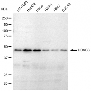 LifeSab™ KD-Validated HDAC3 Rabbit mAb (20 μl)