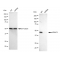 LifeSab™ KD-Validated HDAC3 Rabbit mAb (20 μl)