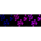 LifeSab™ KD-Validated HDAC4 Rabbit mAb (20 μl)