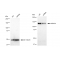 LifeSab™ KD-Validated HDAC4 Rabbit mAb (20 μl)