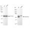 LifeSab™ KD-Validated GLS Rabbit mAb (20 μl)